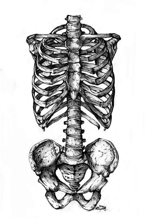 bones pinterest|skeleton drawing ideas.